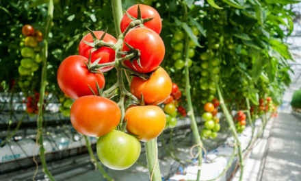 Aquactiva, una tecnología eficiente frente al virus Tobamovirus (ToBRFV)