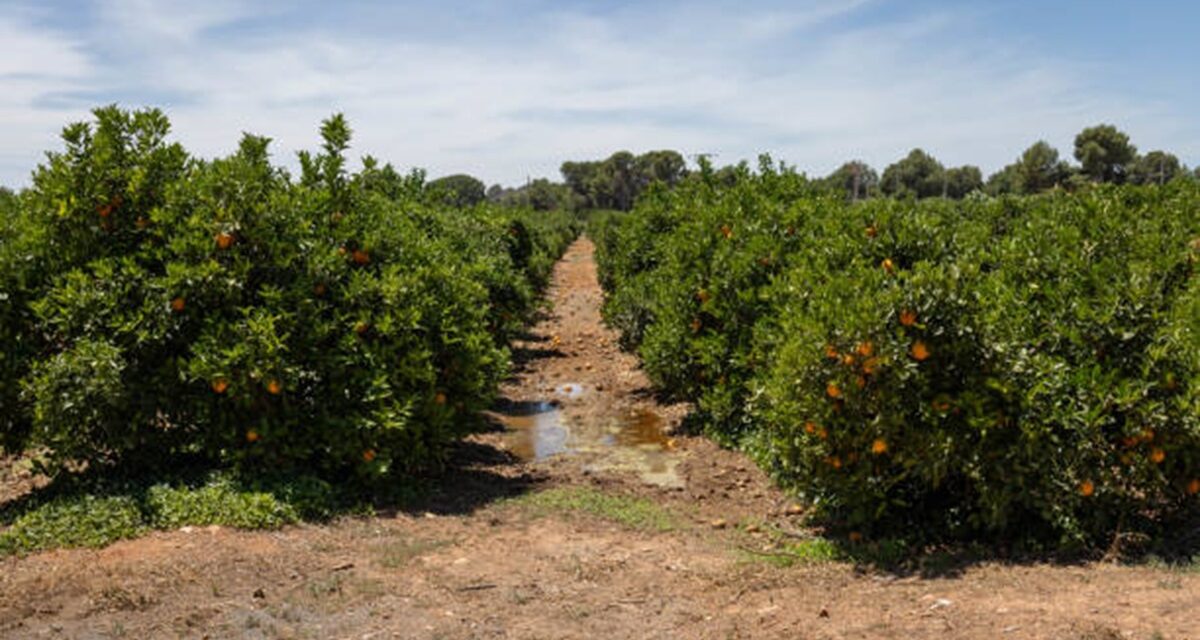 Nuevos métodos de combate contra el HLB en Florida