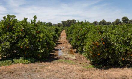 Nuevos métodos de combate contra el HLB en Florida