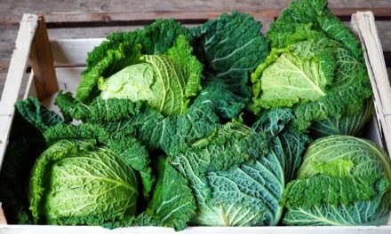 Riego eficiente con DualDrip en el cultivo de coles de Milán