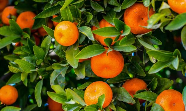 Una muestra de innovación varietal en fruticultura en Macfrut 2025