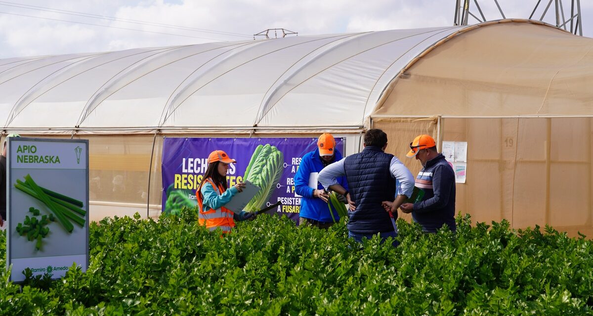 Ramiro Arnedo consolida su liderazgo en la innovación de cultivos de hoja y apio