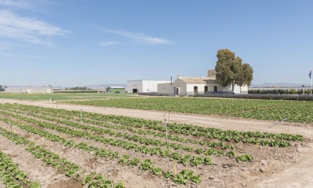 Bejo Open Days 2025, innovación en semillas y tecnología en Murcia