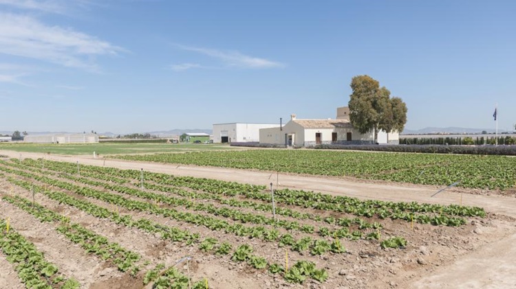 Bejo Open Days 2025, innovación en semillas y tecnología en Murcia