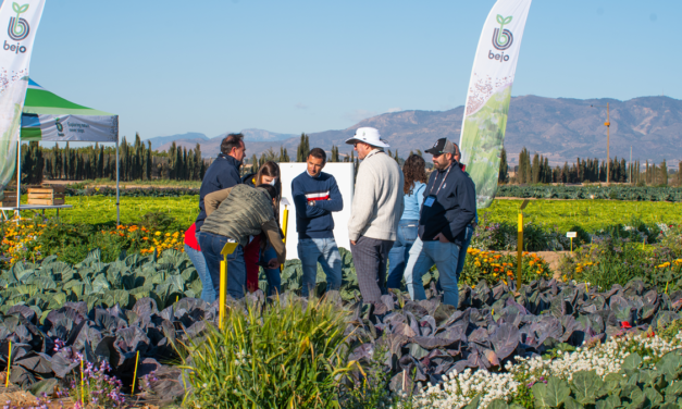 Innovación varietal en los Bejo Open Days en Murcia