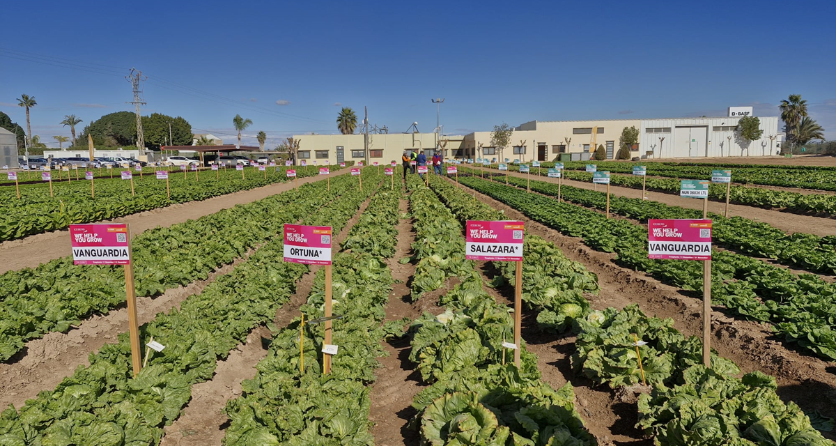 BASF | Nunhems ‘blinda’ su portfolio de lechuga