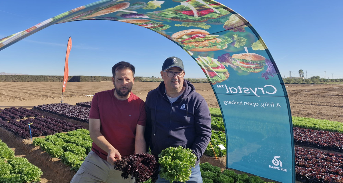 La resistencia genética a fitopatógenos, clave para asegurar el cultivo de lechuga