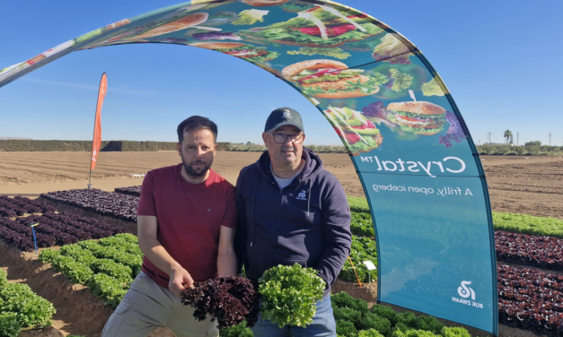 La resistencia genética a fitopatógenos, clave para asegurar el cultivo de lechuga