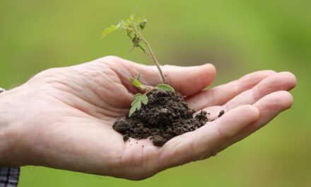 Green Legacy impulsa la horticultura sostenible con hidrogeles que optimizan el uso del agua