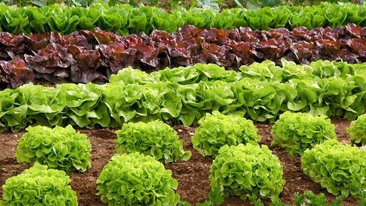 Uso de residuos de plantas de tomate compostadas como fertilizante y enmienda del suelo en lechuga