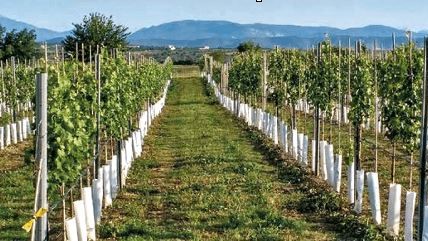 El portainjerto de la vid influye en la microbiota foliar y ésta en la sanidad y el rendimiento