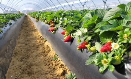 Huelva, líder europeo de producción de berries con innovación de Eurosemillas