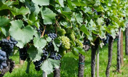 Estrategias de riego en viñedos ante el cambio climático