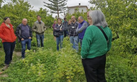 Leguminosas de invierno como cubierta vegetal en cultivo de cítricos