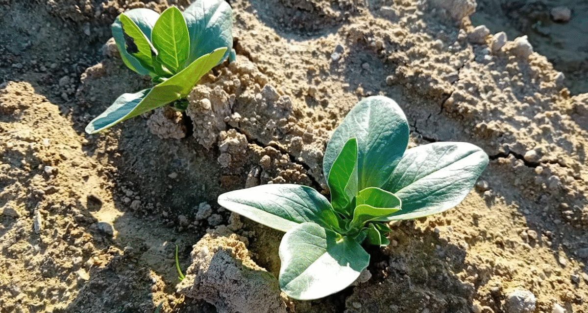 Habas con futuro: el IRTA impulsa el cultivo como fuente de proteína vegetal sostenible