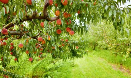 El fosfito de potasio inhibe el crecimiento excesivo de brotes en el melocotonero