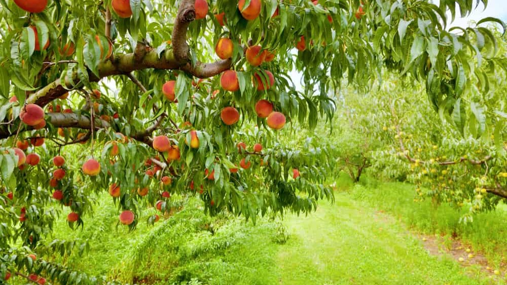 El fosfito de potasio inhibe el crecimiento excesivo de brotes en el melocotonero