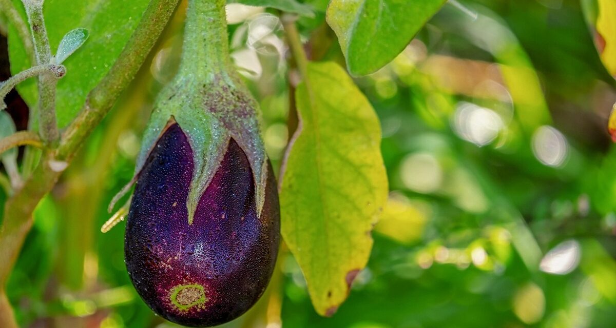 El control biológico en primavera es la protección más eficaz contra las plagas durante el invierno