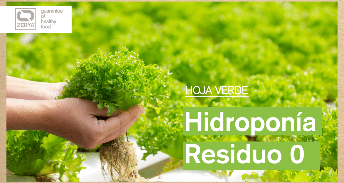 Pak Choi en hidroponía en Residuo Cero