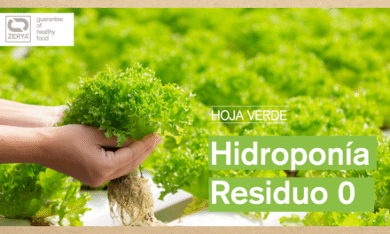 Pak Choi en hidroponía en Residuo Cero