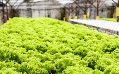 Los diez consejos para optimizar el cultivo hidropónico