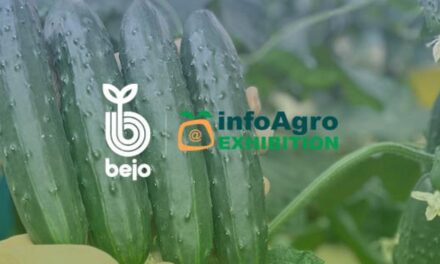 Bejo participará un año más en Infoagro Exhibition para presentar sus novedades en judía, pepino, col y lechuga