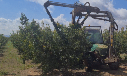 Mecanización de la poda, del aclareo de flores/frutos y de la recolección en plantaciones 2D de melocotonero