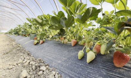 Aquactiva projects: Optimizando la producción de fresas en el sur de Polonia