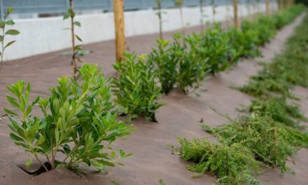 Control de malezas sin sorpresas: las siete razones por las que DuPont™ Plantex supera al convencional