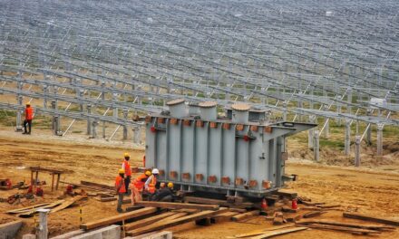 La Junta tendría que plantar casi 30 millones de árboles para compensar el CO2 que dejarán de capturar los 500.000 olivos centenarios que arrancarán