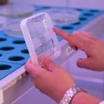 El reloj biológico que regula la vida de las plantas afecta de forma distinta a cada tipo de célula que las compone