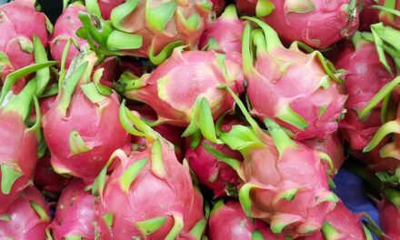 Cultivo de pitahaya en invernadero, una alternativa rentable y en expansión