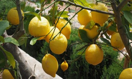 GROW4LEMON impulsa un modelo sostenible para el cultivo de limón en Andalucía