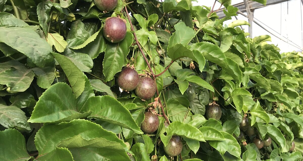 Tras el éxito del aguacate, ¿hay oportunidad para una nueva generación de frutas tropicales?