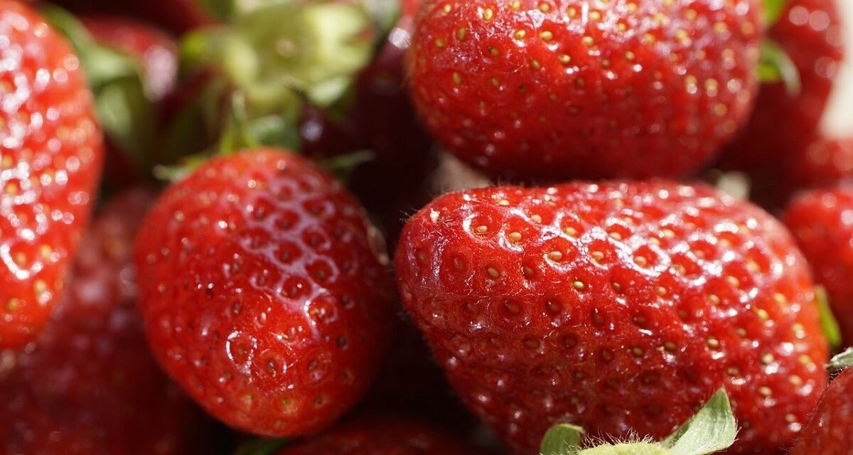 Jornada Inaugural del 10º Congreso Internacional de Frutos Rojos