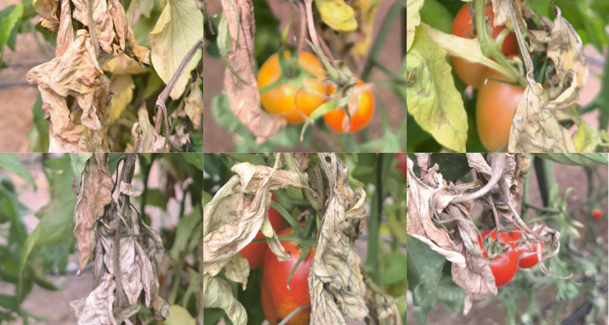 Control eficaz de Botrytis cinerea en tomate con Agro ECA Protect: resultados visibles en 48 horas