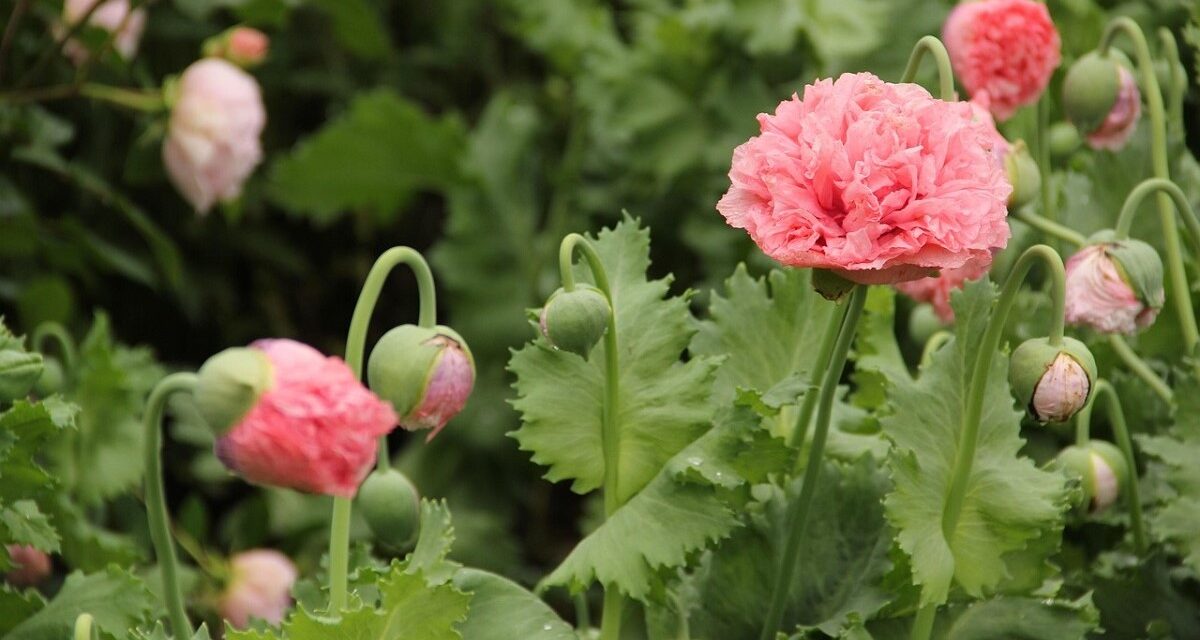 Control total del riego en jardines con Soaplast