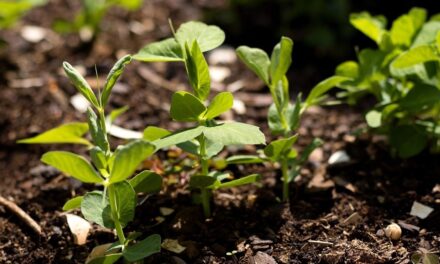 El guisante pierde rentabilidad pero mantiene su valor agronómico