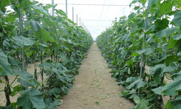 Estrategia de abonado en hortícolas de Almería: optimizar la nutrición desde el trasplante