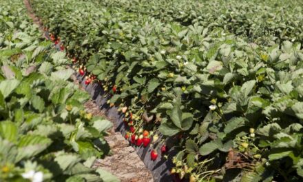 Estrategia de abonado para la fresa: optimizar la nutrición y la fase de trasplante