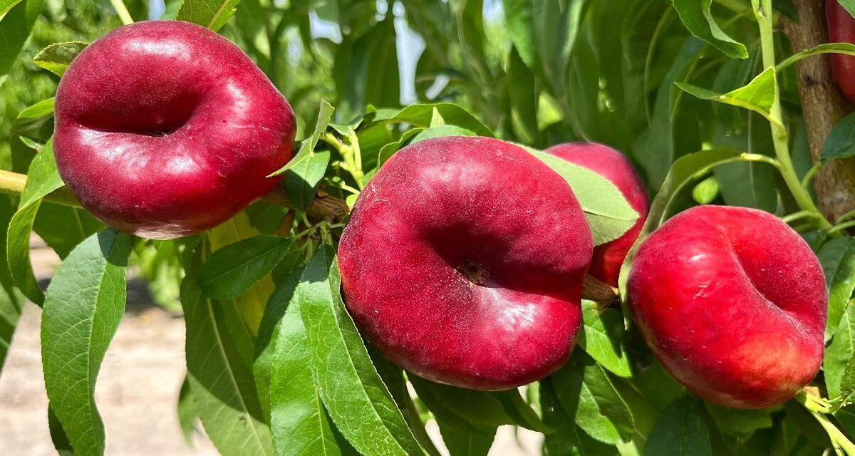 PSB consolida su gama de nectarinas planas con la variedad SEKOYA como referencia