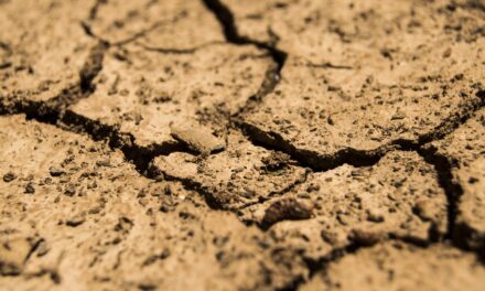 Suelos vivos, cultivos sanos: cómo restaurar su fertilidad