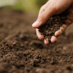 Soil Health Data Cube: la revolución de la IA para entender y proteger el suelo de Europa