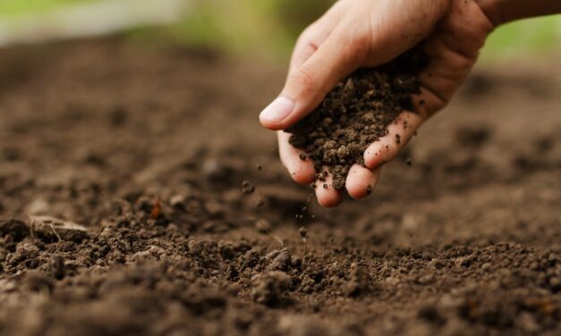 Soil Health Data Cube: la revolución de la IA para entender y proteger el suelo de Europa