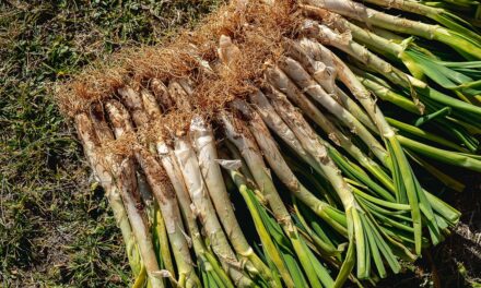 El ozono en riego demuestra eficacia frente a nemátodos en horticultura intensiva