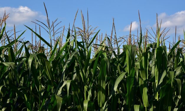 El proyecto piloto que apuesta por la sostenibilidad de los cereales de verano frente a la sequía
