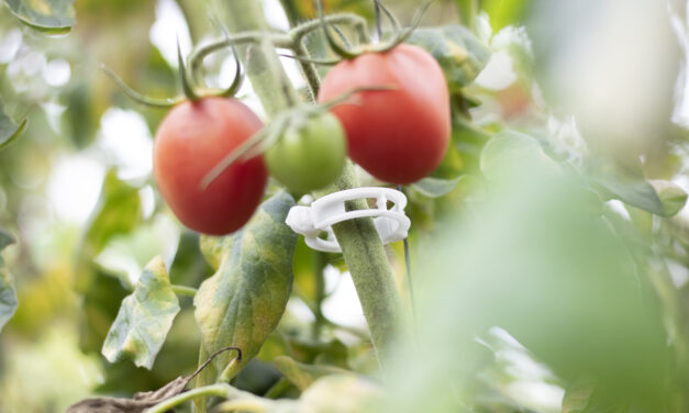 Mater-Bi® en rafias y clips biodegradables y compostables para entutorados agrícolas