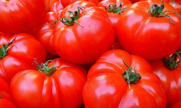 Un nuevo método permite silenciar genes en plantas para mejorar el rendimiento de los cultivos
