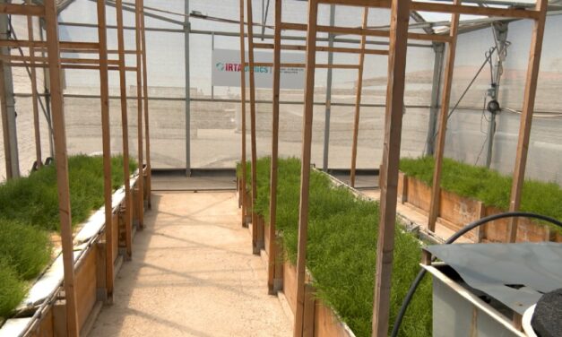 Un proyecto de acuaponía en La Ràpita reduce hasta un 90% el consumo de agua en el cultivo de hortalizas