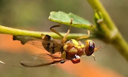 Un radar especial para detectar el patrón de vuelo de moscas de la fruta